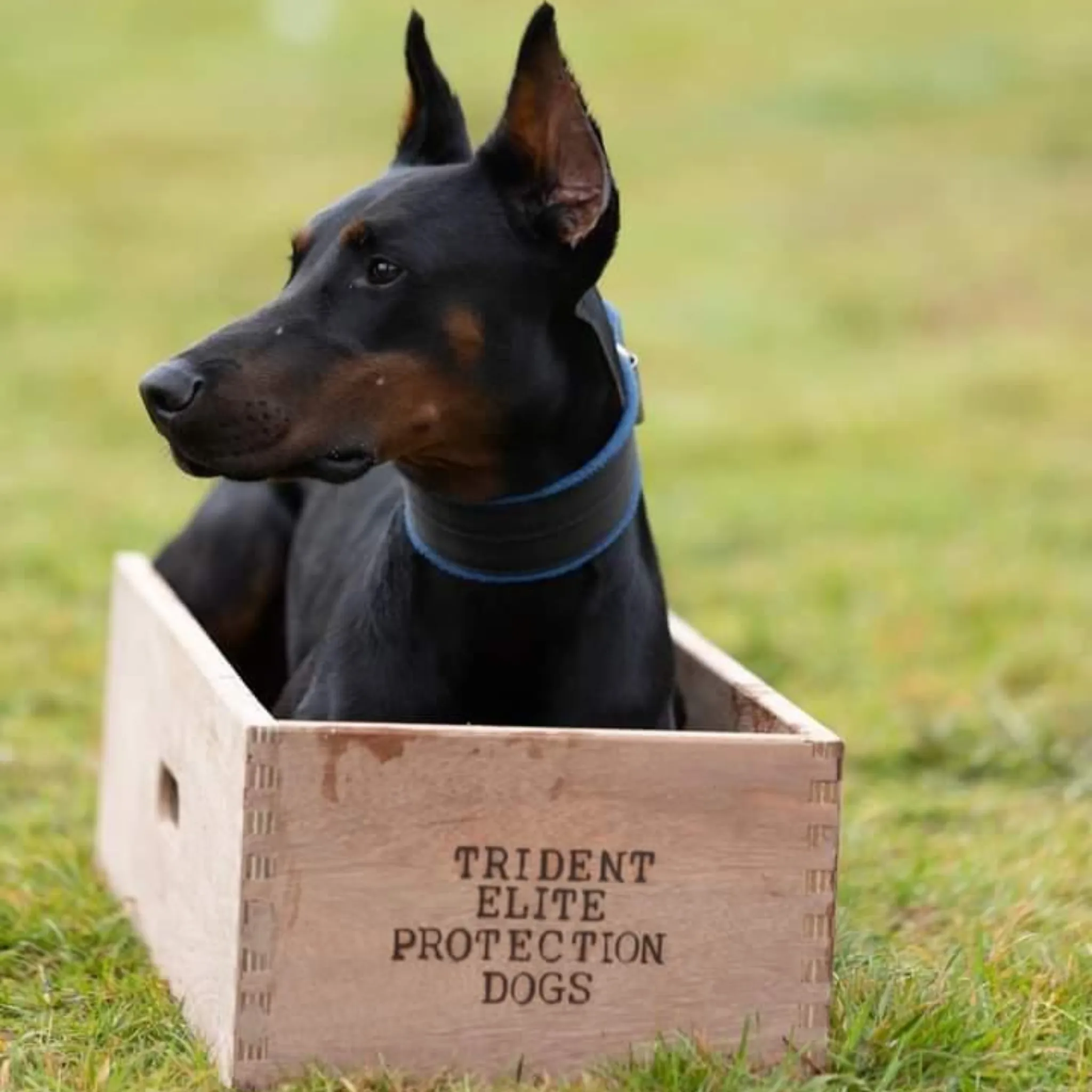 Dog Position Box | Shaping Box | Obedience Training Box for Dogs