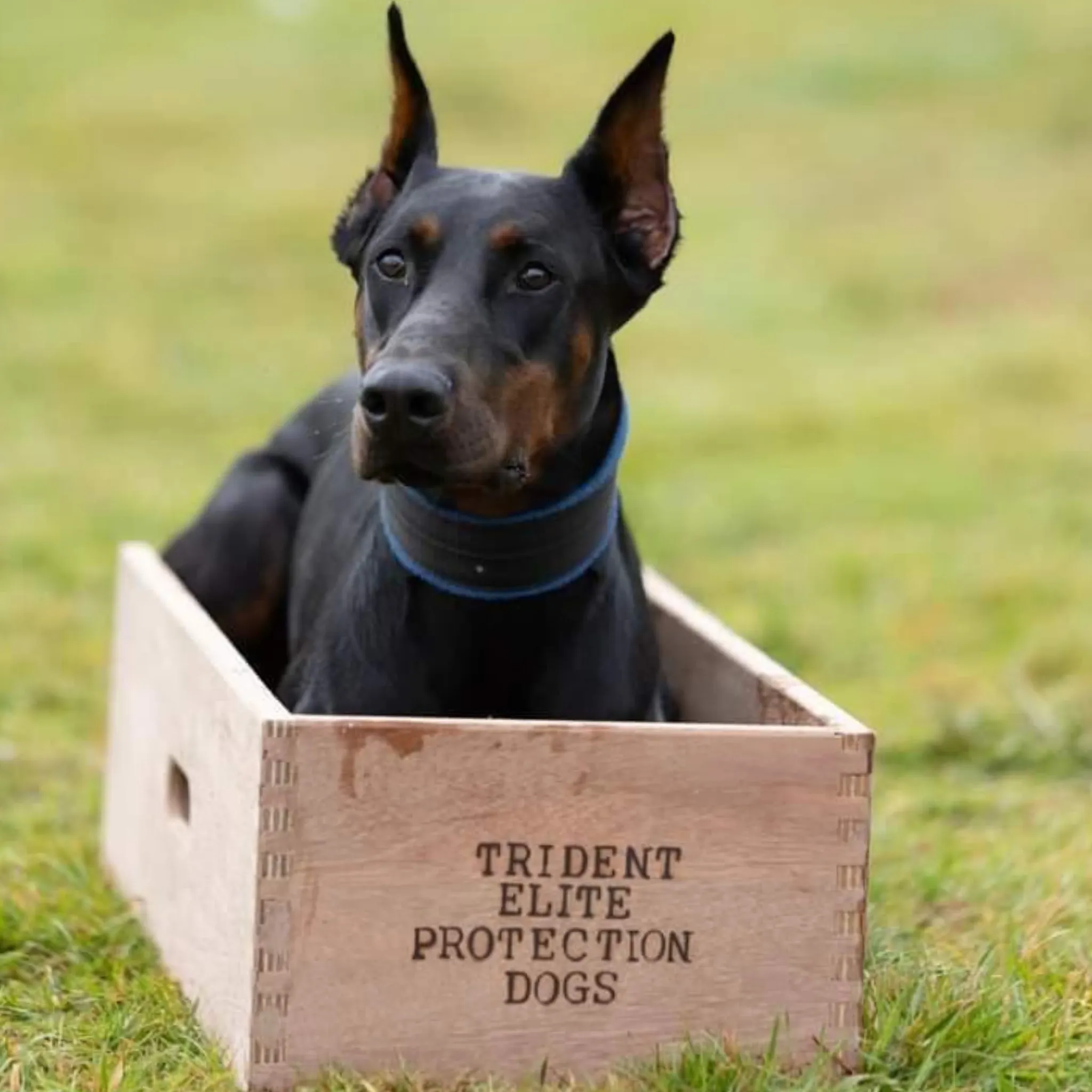 Dog Position Box | Shaping Box | Obedience Training Box for Dogs