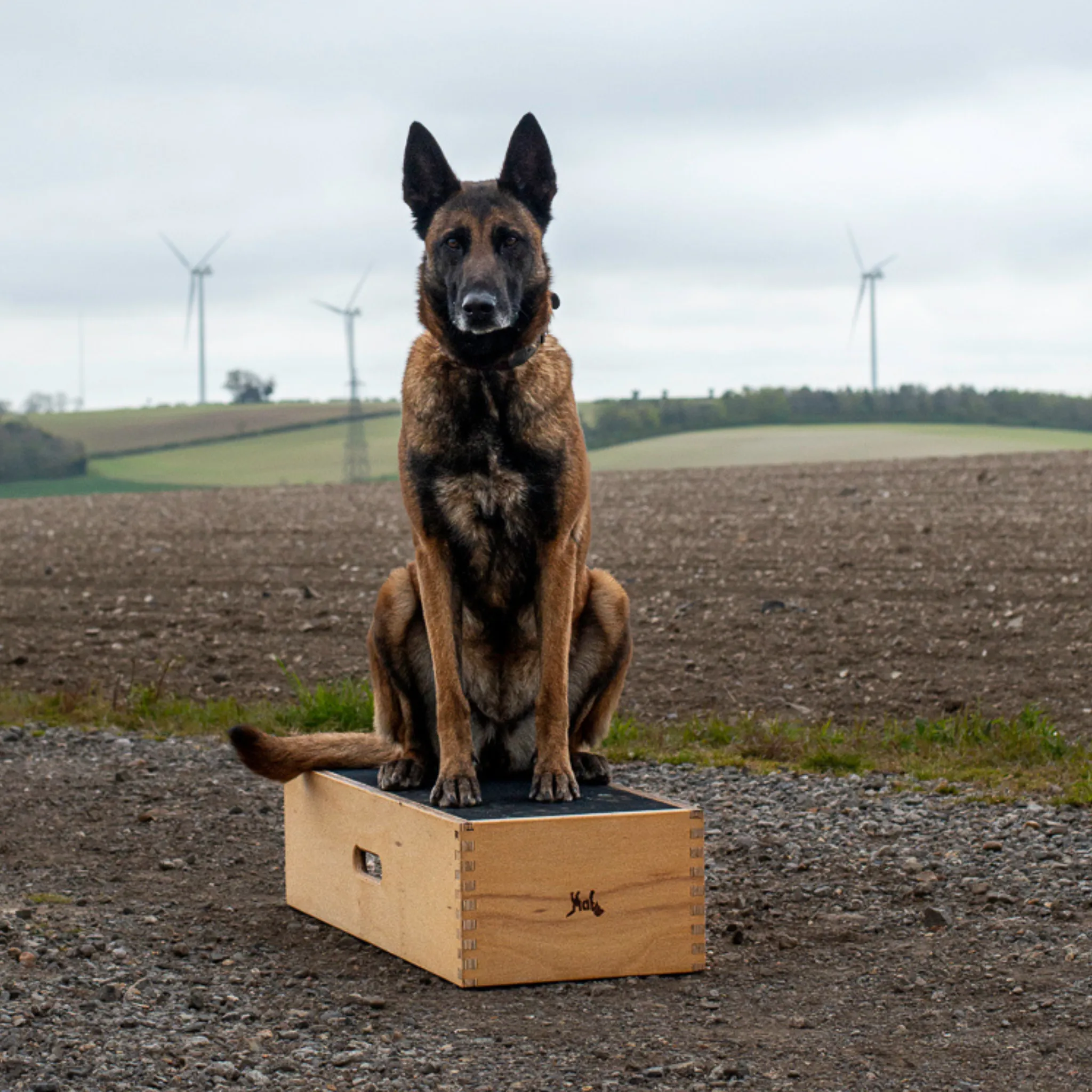 Dog Position Box | Shaping Box | Obedience Training Box for Dogs