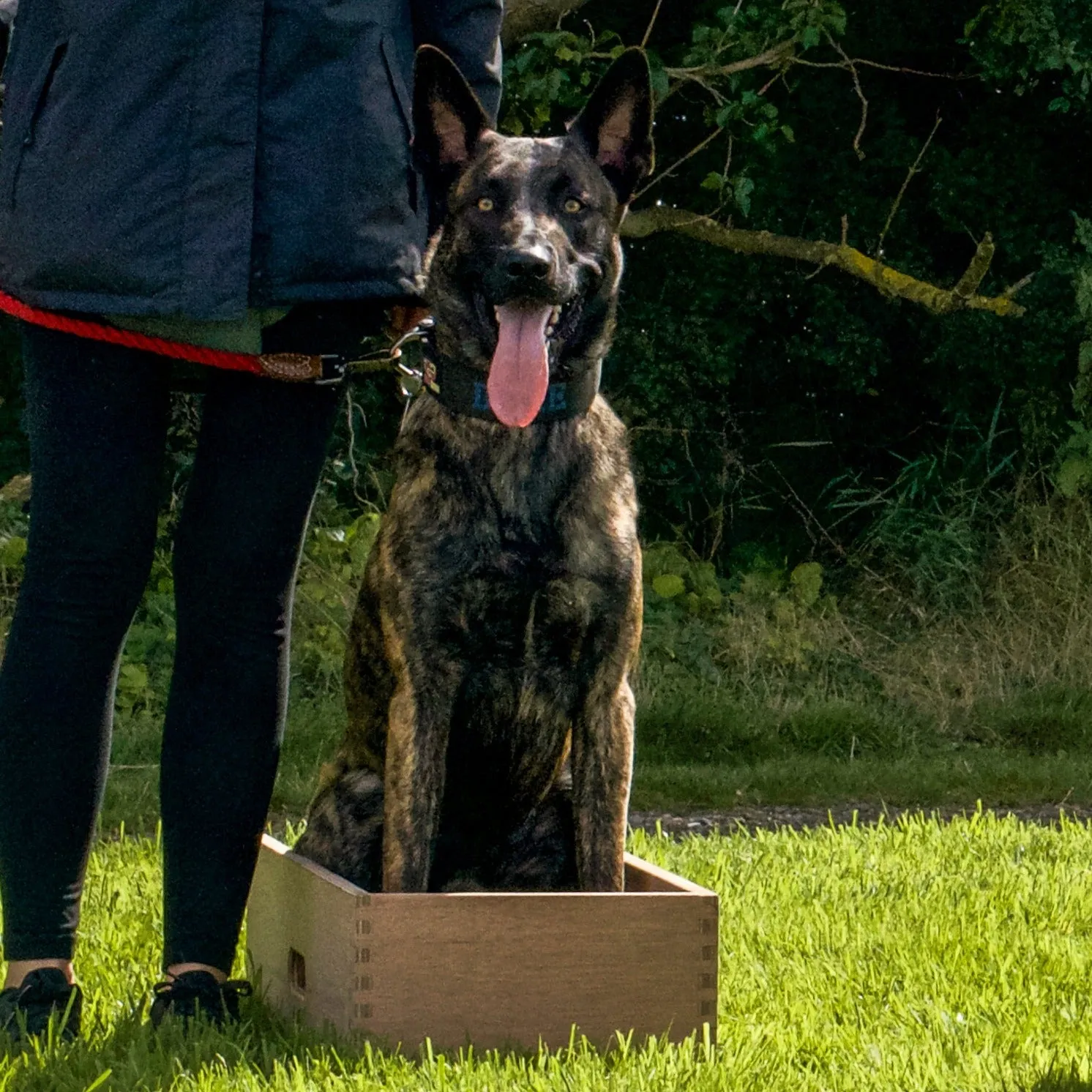 Dog Position Box | Shaping Box | Obedience Training Box for Dogs