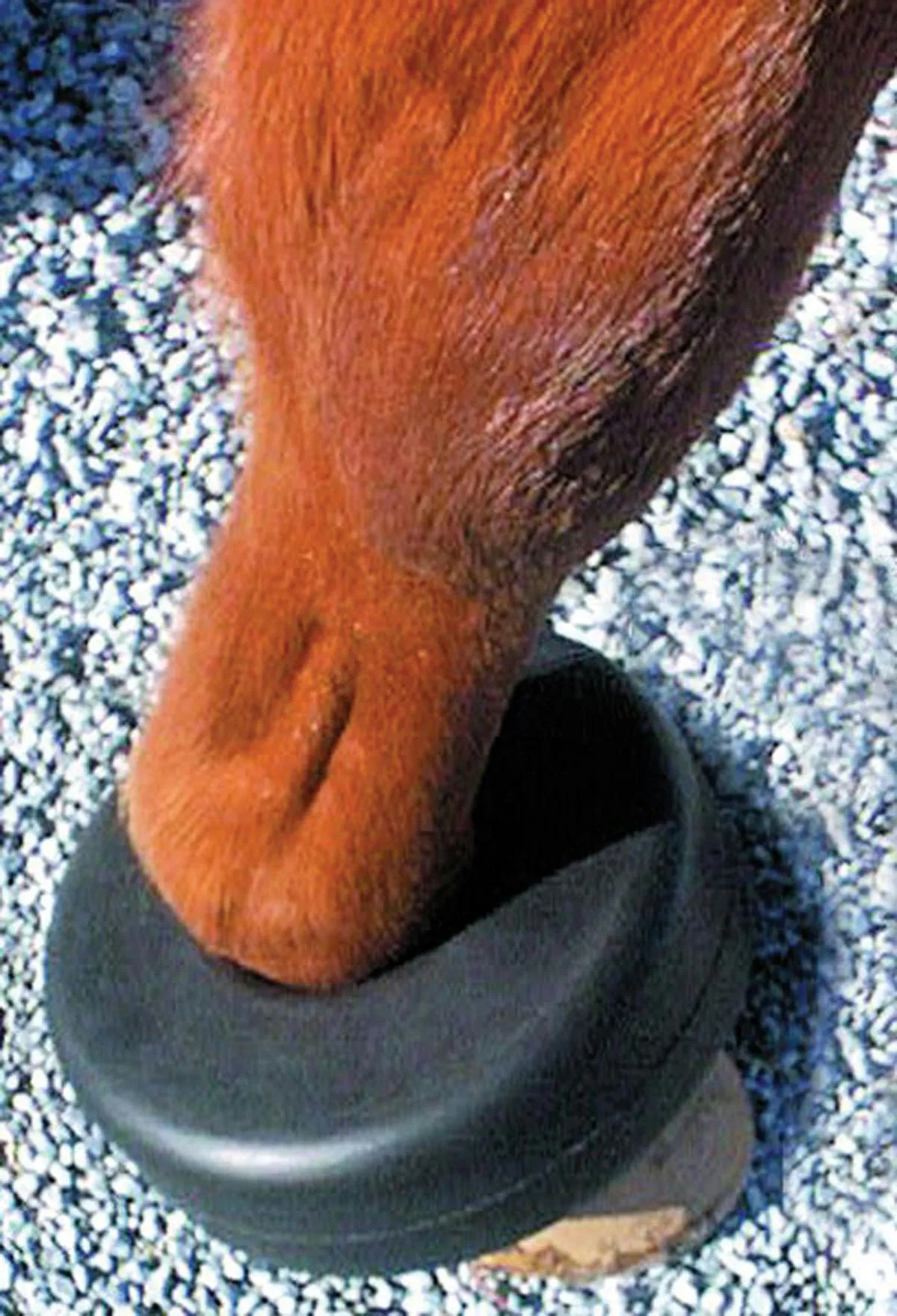 Shoe Boil Boot